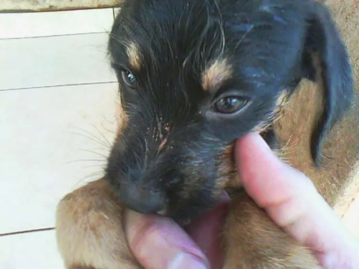 Cachorro ra a indefinida idade 2 a 6 meses nome Lindinhas