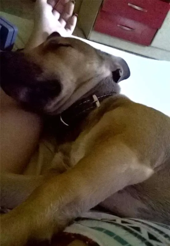 Cachorro ra a Mestiça idade 1 ano nome Medina
