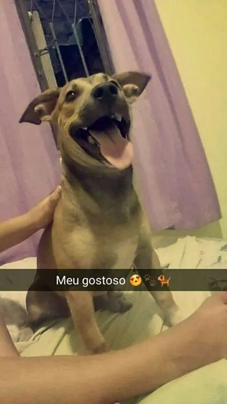 Cachorro ra a Mestiça idade 1 ano nome Medina