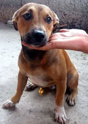 Cachorro raça Mestiça idade 1 ano nome Medina