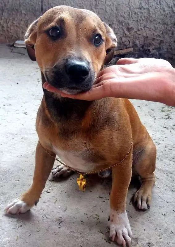Cachorro ra a Mestiça idade 1 ano nome Medina