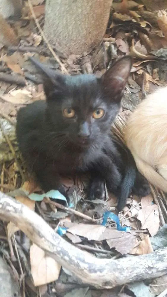Gato ra a srd idade 2 a 6 meses nome ninhada nova parque