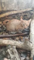 ninhada nova parque