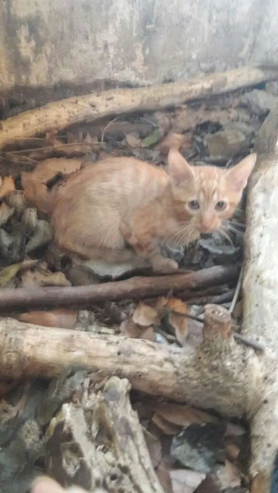 Gato ra a srd idade 2 a 6 meses nome ninhada nova parque
