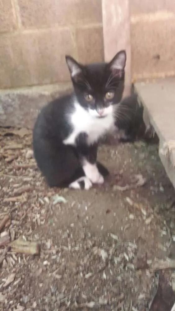 Gato ra a srd idade 2 a 6 meses nome ninhada nova parque