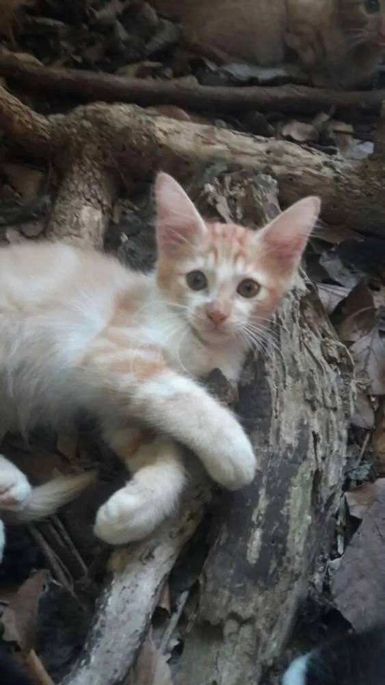 Gato ra a srd idade 2 a 6 meses nome ninhada nova parque