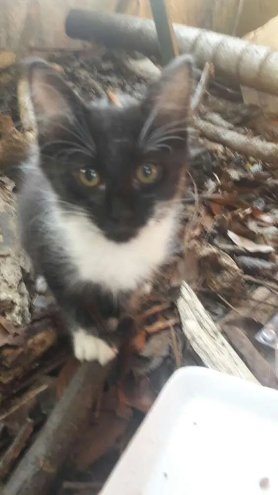 Gato ra a srd idade 2 a 6 meses nome ninhada nova parque