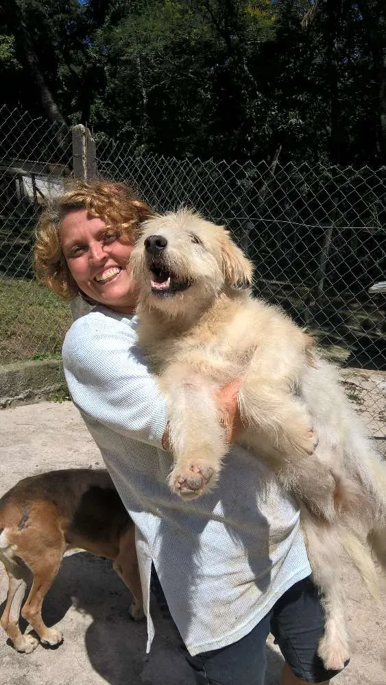 Cachorro ra a srd idade 2 anos nome aretha
