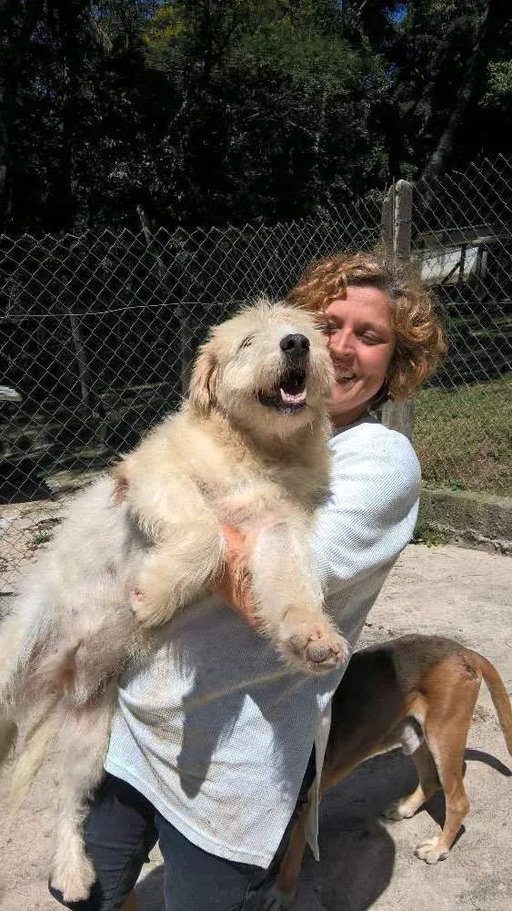 Cachorro ra a srd idade 2 anos nome aretha