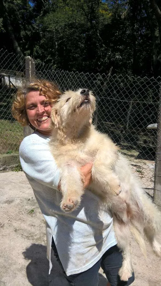 Cachorro ra a srd idade 2 anos nome aretha