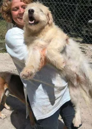 Cachorro raça srd idade 2 anos nome aretha