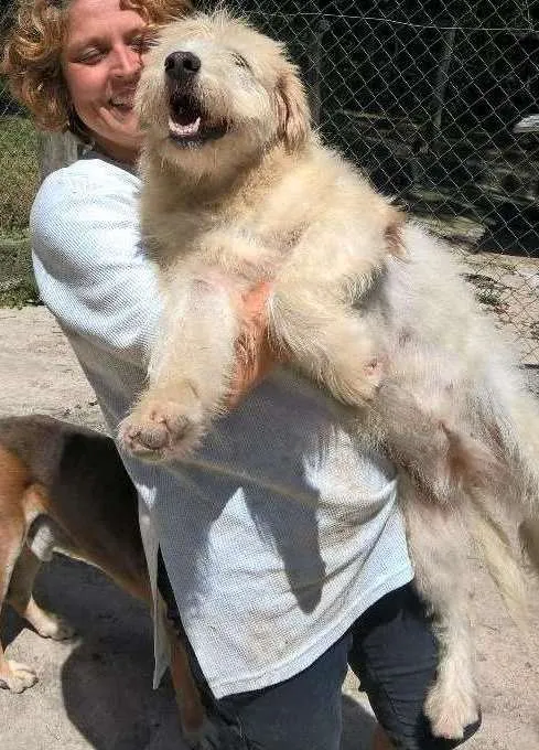 Cachorro ra a srd idade 2 anos nome aretha