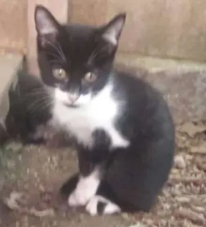 Gato raça srd idade 2 a 6 meses nome ninhada nova parque