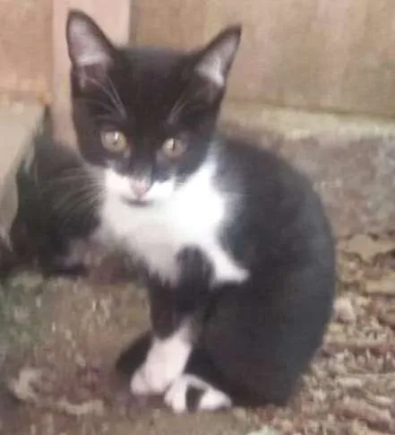 Gato ra a srd idade 2 a 6 meses nome ninhada nova parque