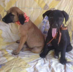 Cachorro raça SRD idade 2 a 6 meses nome Safira/Bruce