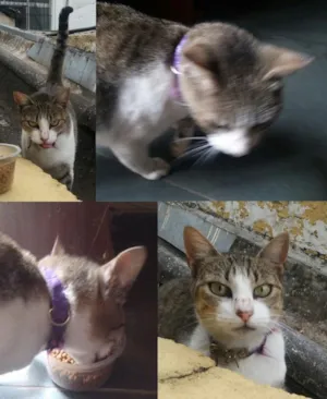 Gato raça SRD idade 2 anos nome Não sei