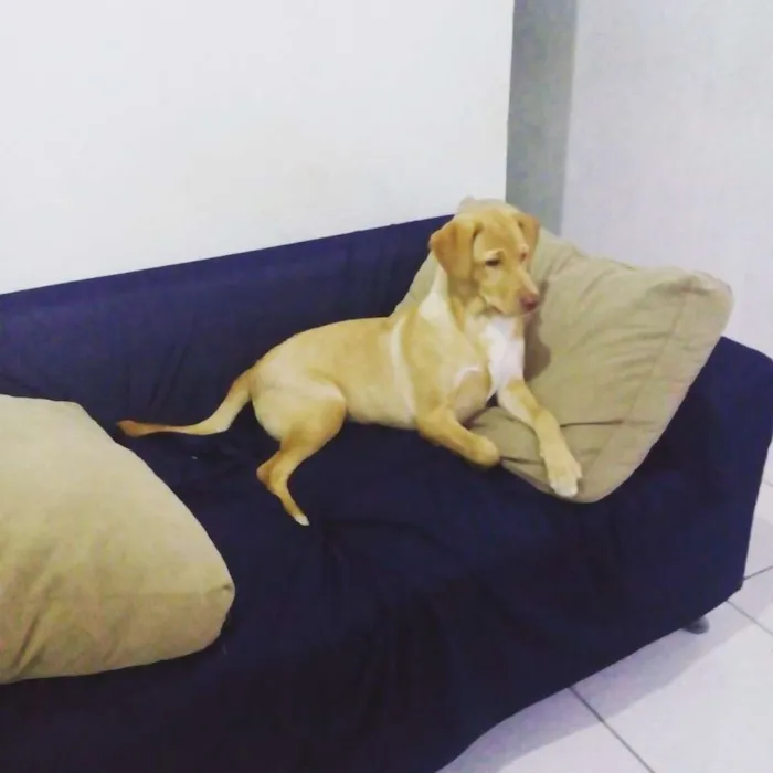 Cachorro ra a Labrador idade 2 a 6 meses nome Crystal