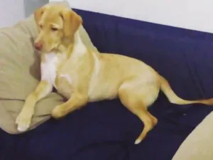Cachorro raça Labrador idade 2 a 6 meses nome Crystal