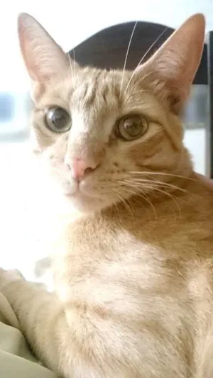 Gato raça SRD idade 1 ano nome Laranjinha do Vovô