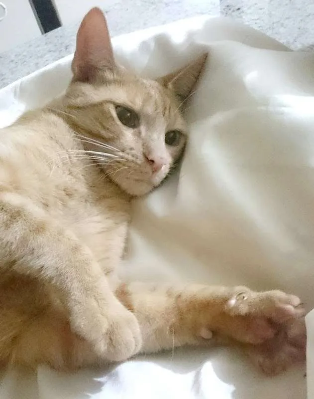 Gato ra a SRD idade 1 ano nome Laranjinha do Vovô