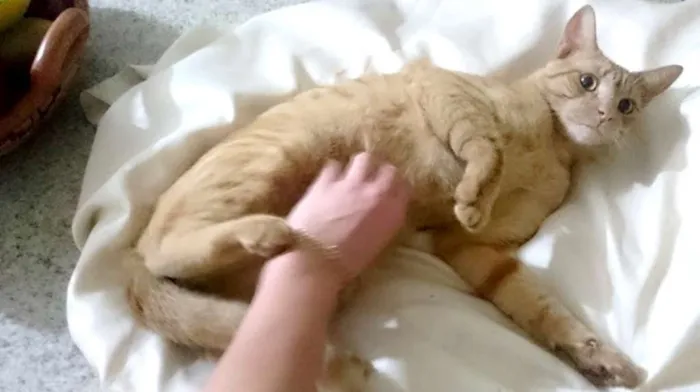 Gato ra a SRD idade 1 ano nome Laranjinha do Vovô