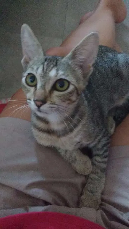 Gato ra a SRD idade 2 a 6 meses nome Orquídea