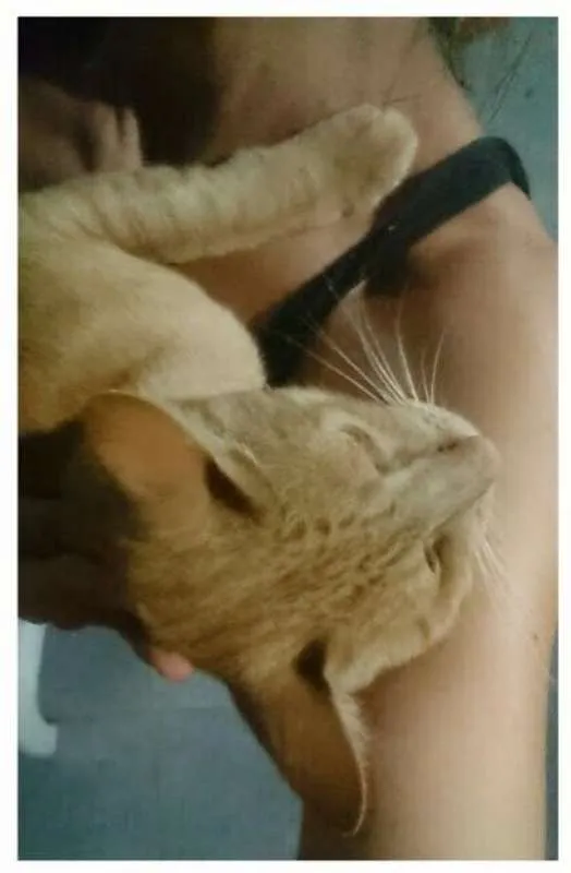 Gato ra a SRD idade 1 ano nome Laranjinha do Vovô