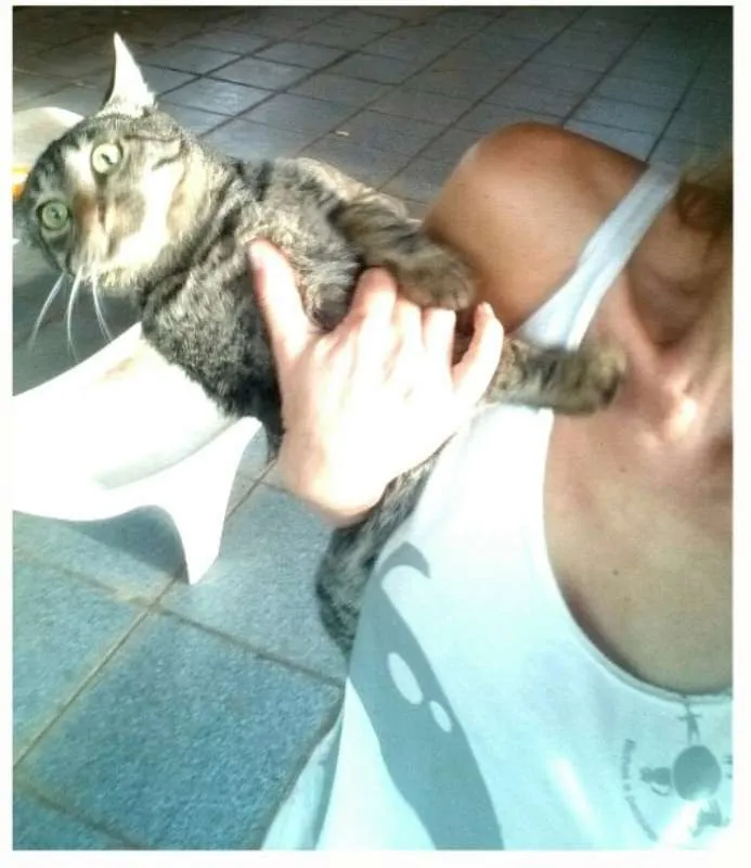 Gato ra a SRD idade 2 anos nome Félix.