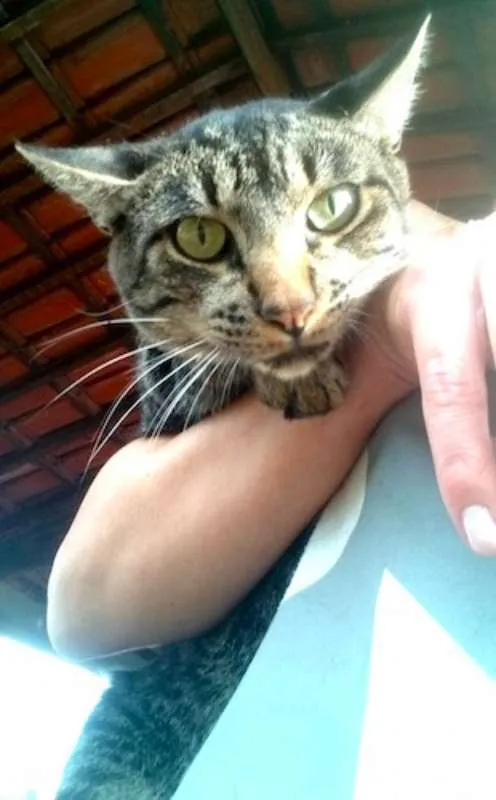 Gato ra a SRD idade 2 anos nome Félix.