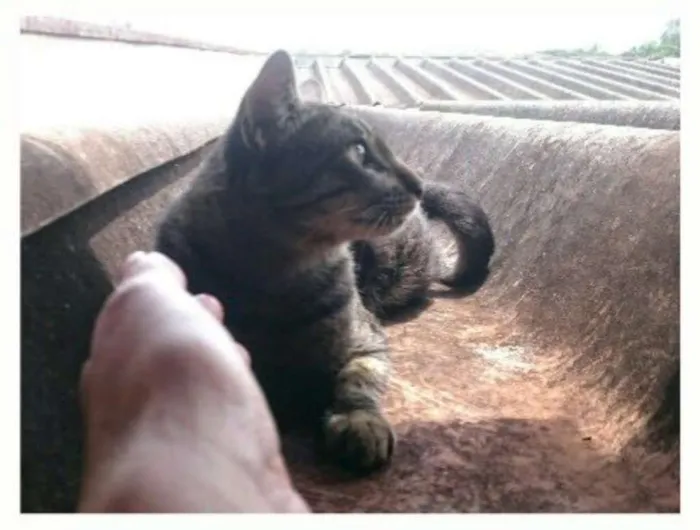 Gato ra a SRD idade 2 anos nome Félix.