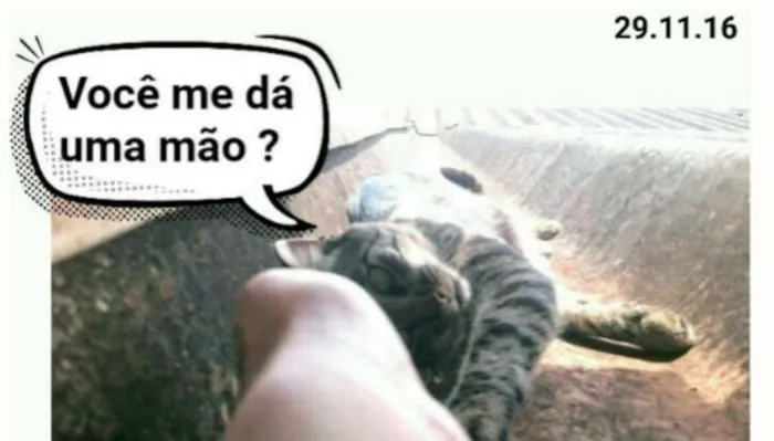 Gato ra a SRD idade 2 anos nome Félix.