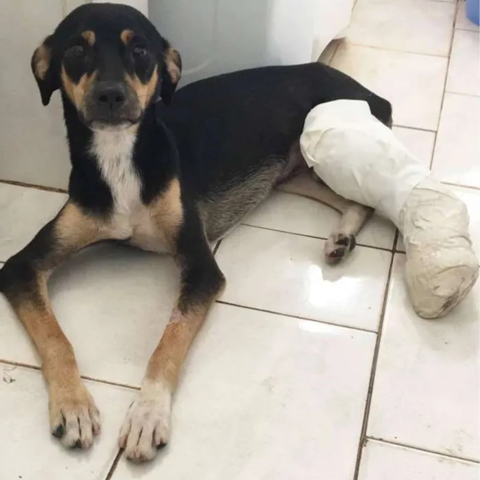 Cachorro ra a SRD idade 7 a 11 meses nome Titan