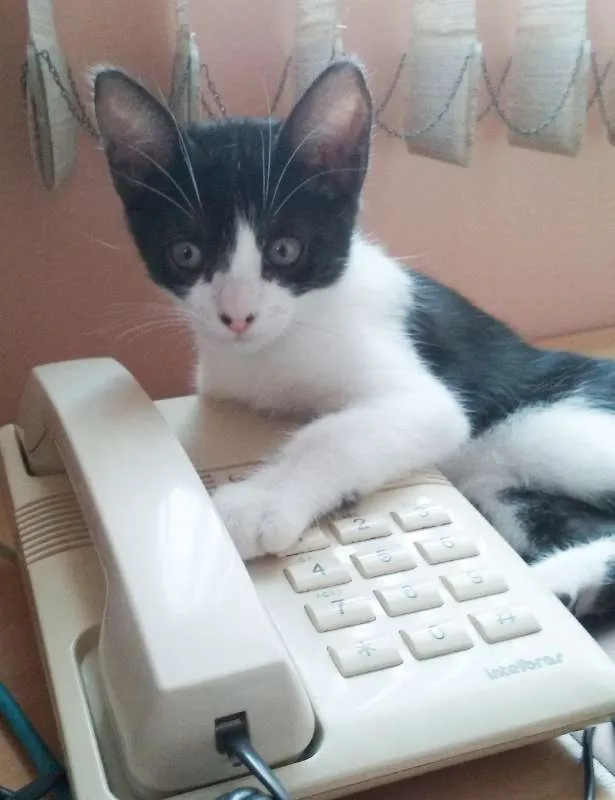 Gato ra a SRD idade 2 a 6 meses nome Panda