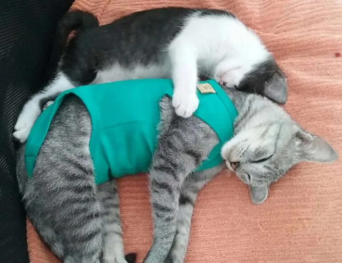 Gato ra a SRD idade 2 a 6 meses nome Panda