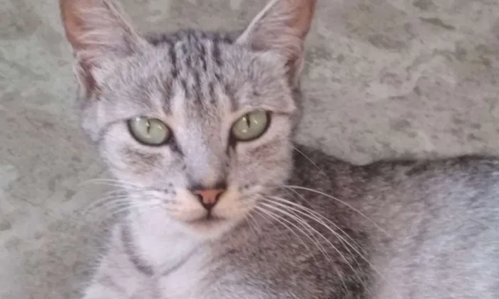 Gato ra a SRD idade 7 a 11 meses nome Sarita