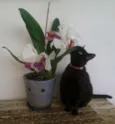 NINA