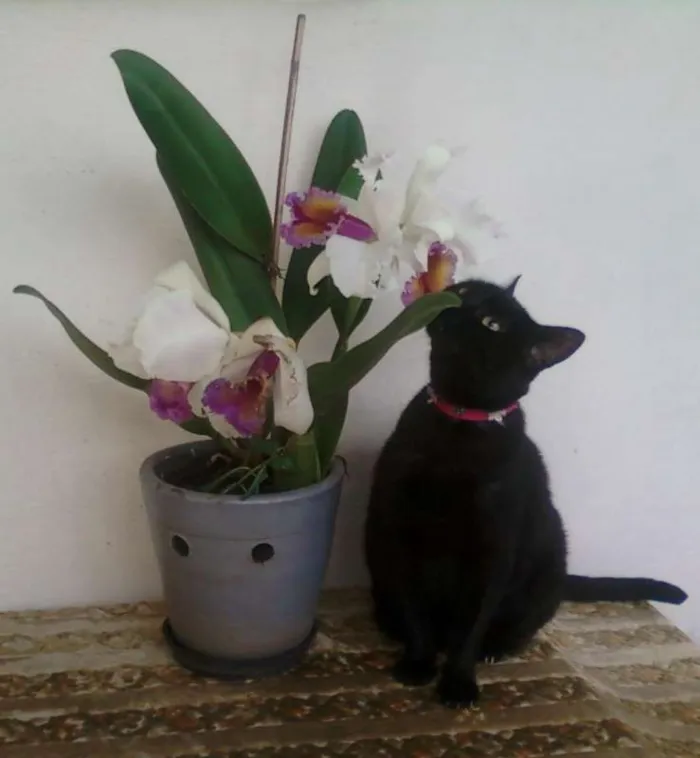 Gato ra a SRD idade 2 a 6 meses nome NINA