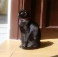 NINA