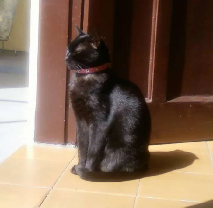 Gato ra a SRD idade 2 a 6 meses nome NINA