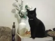 NINA