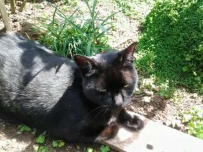Gato ra a SRD idade 2 a 6 meses nome NINA