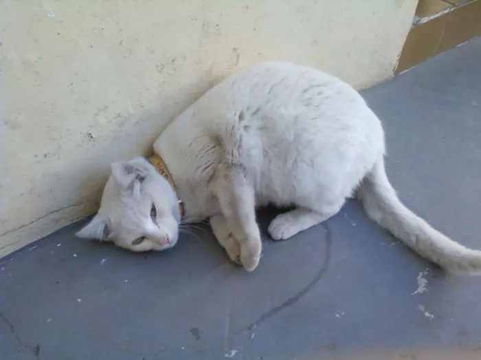 Gato ra a SRD idade 1 ano nome NIKI e NIKITA