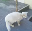 NIKI e NIKITA