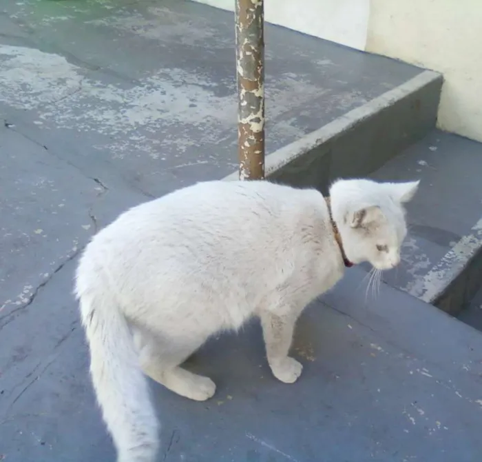 Gato ra a SRD idade 1 ano nome NIKI e NIKITA
