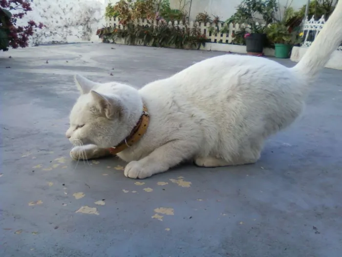 Gato ra a SRD idade 1 ano nome NIKI e NIKITA