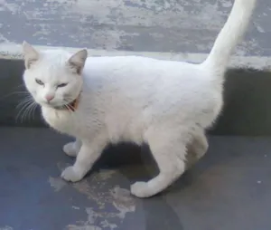 Gato raça SRD idade 1 ano nome NIKI e NIKITA