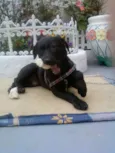 CHARLOT