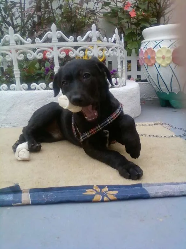 Cachorro ra a Mestiça idade 2 anos nome CHARLOT