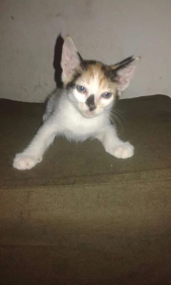 Gato raça Vira-lata idade Abaixo de 2 meses nome Sem nome