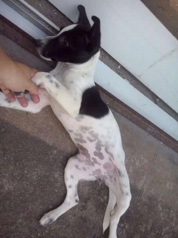 Cachorro raça SRD idade 2 a 6 meses nome Mel